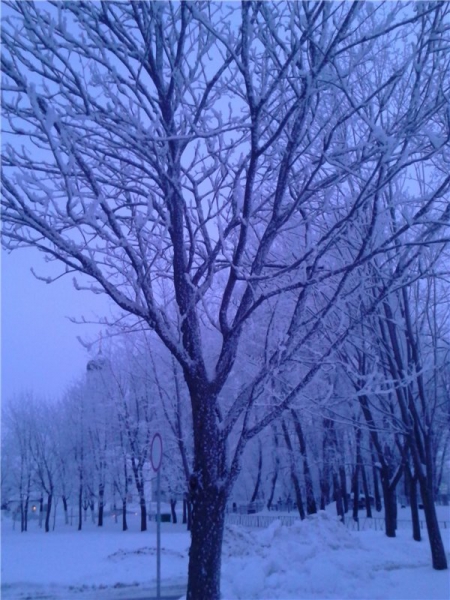 Зимний рассвет в парке