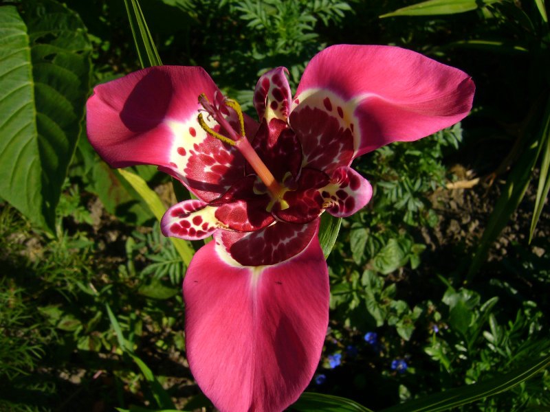 Большой розовенький цветочек