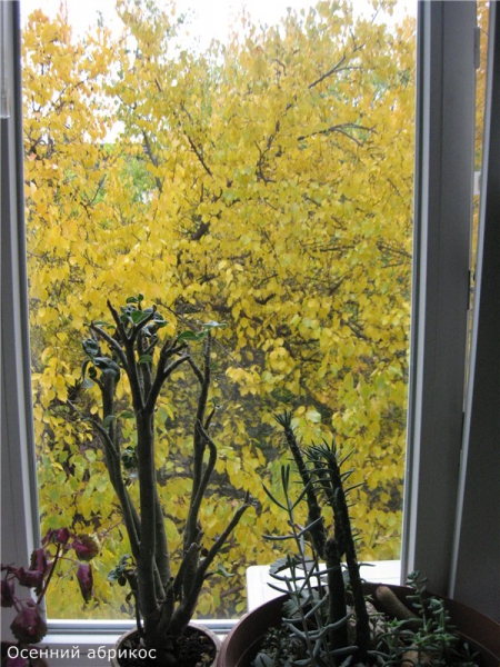 Желтые деревья за окном