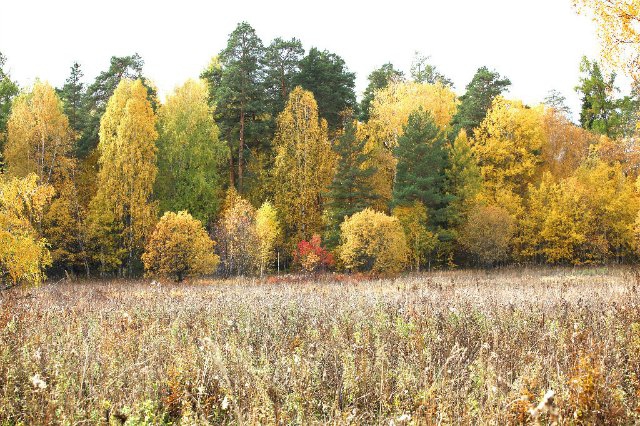 Осенний лес снаружи