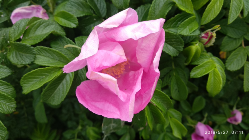 Нежно-розовый цветочек шиповника