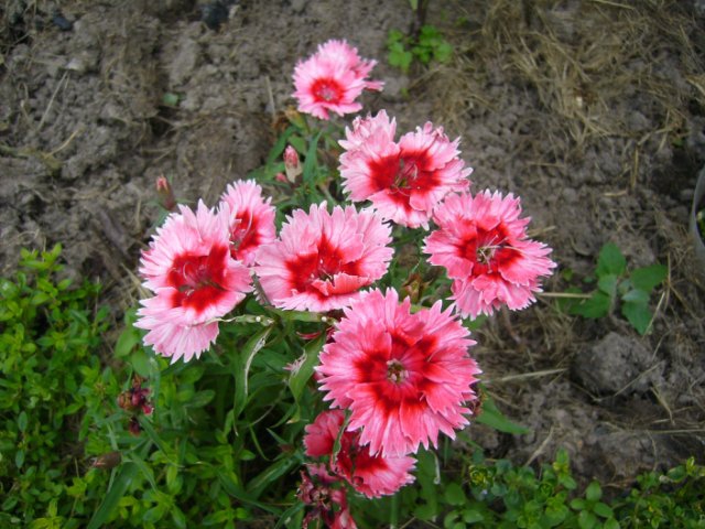 Цветы1