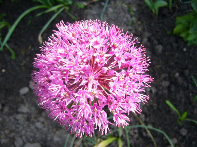 розовый цветочный шарик