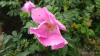 Нежно-розовый цветочек шиповника